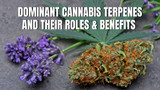 Dominant Terpenes In Cannabis