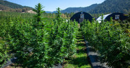 Breaking Down the Different Strains of CBD Hemp Flower