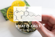 What is Cannabigerol CBG?