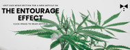 The Entourage Effect - What is the Entourage Effect in Cannabis