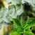Eucalyptus & Mint