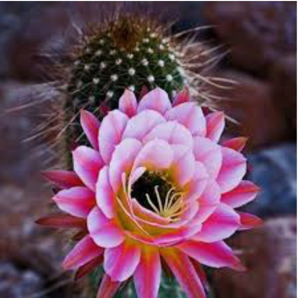 Cactus Blossom & Jade