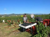 Beaujolais nouveau 2014 Harvest Report Beaujolais nouveau 2014 Harvest Report