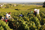 2018 Beaujolais Harvest Update 2018 Beaujolais Harvest Update