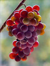 Pinot Grigio: It doesn't have to be boring! Pinot Grigio: It doesn't have to be boring!