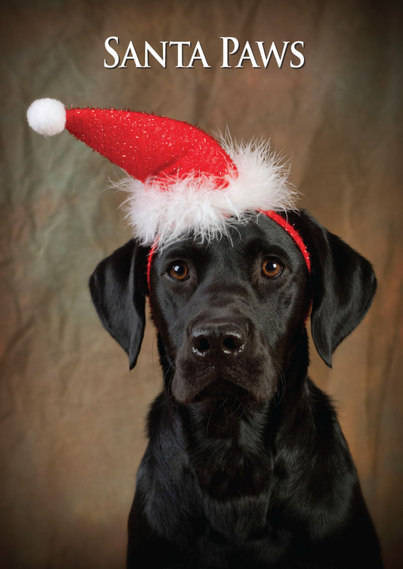 Labrador Santa Paws Christmas Card