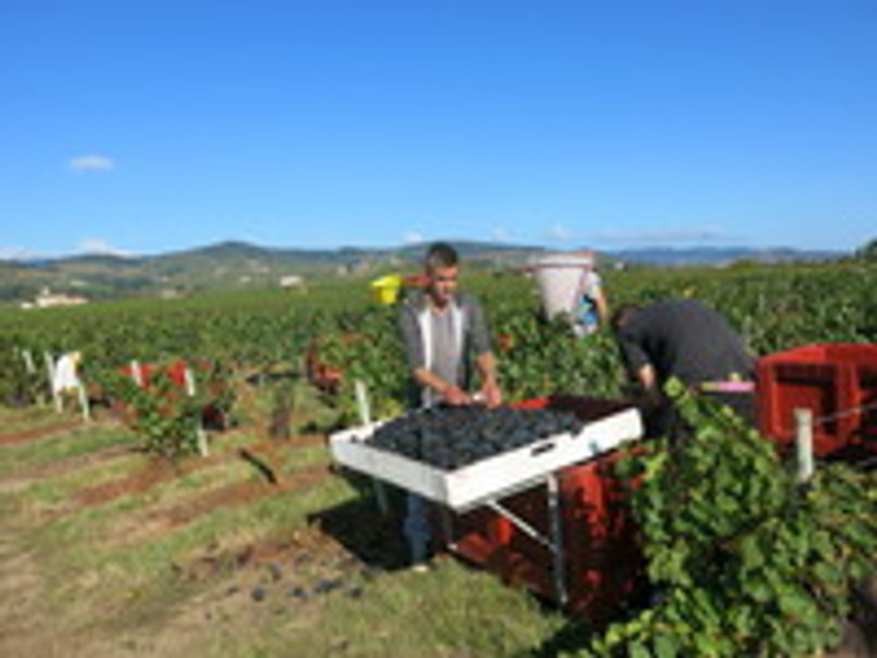 Beaujolais nouveau 2014 Harvest Report