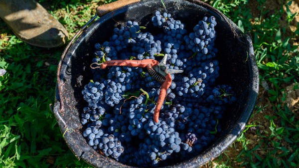 Burgundy En Primeur 2016