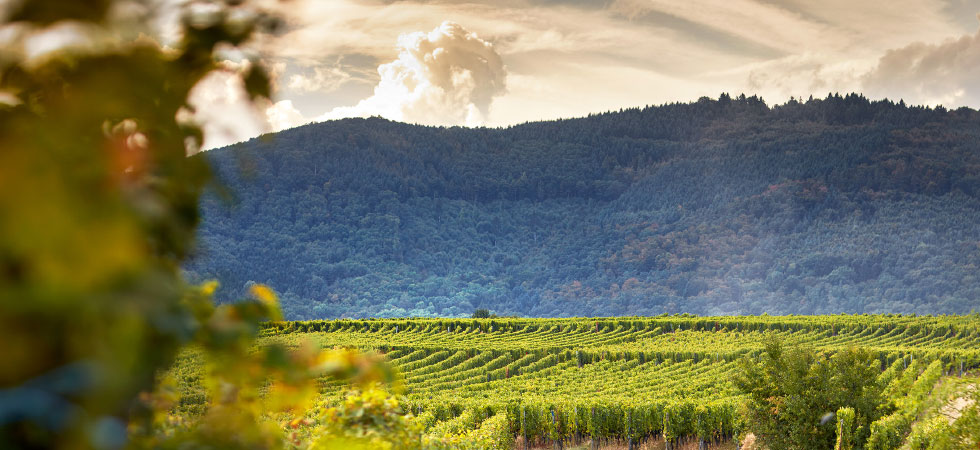 Dopff et Irion Château de Riquewihr - Best French producer at the prestigious International Wine & Spirit Competition and the Austrian Wine Challenge 2016 