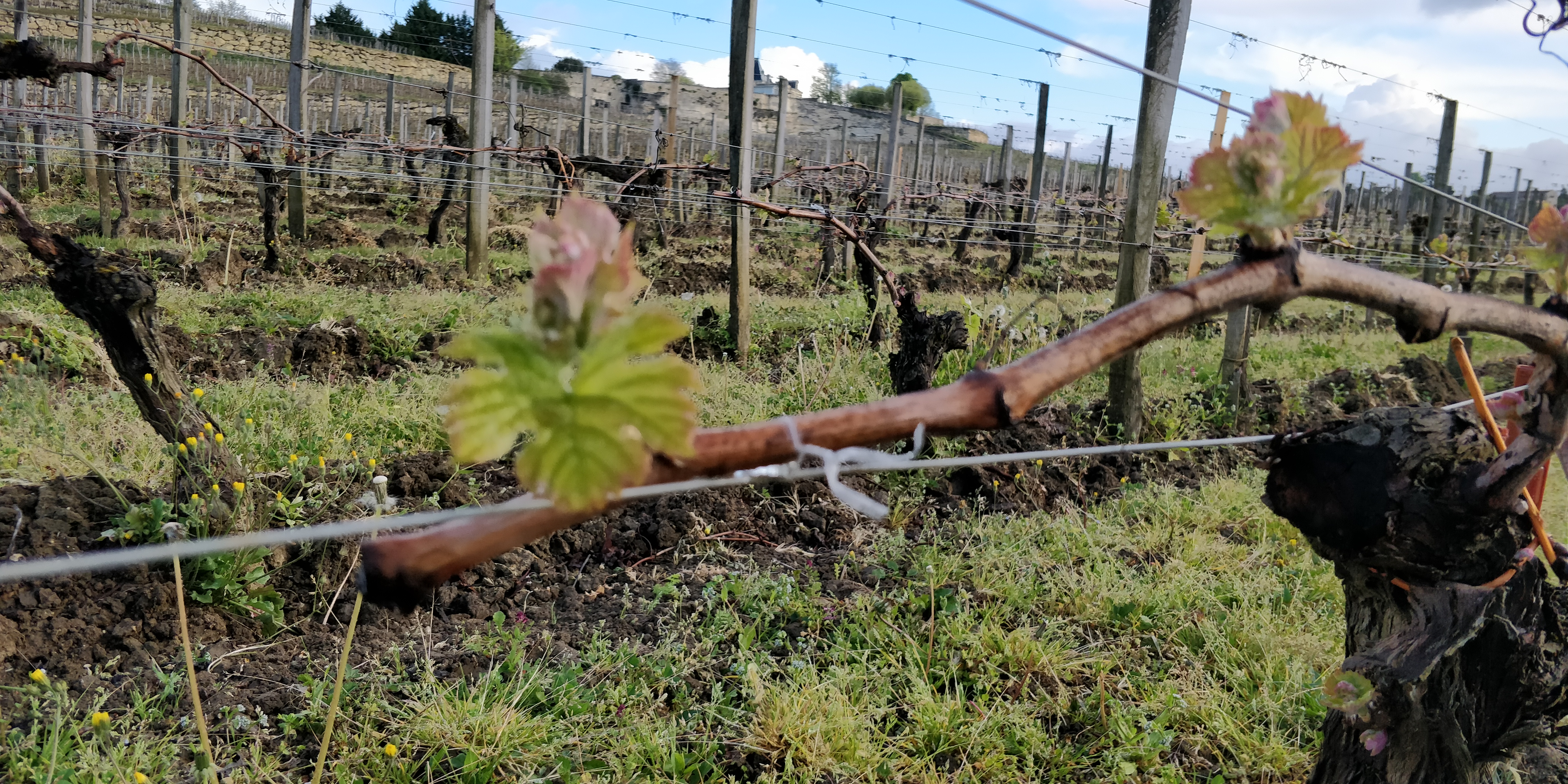 2019 Bordeaux Vintage