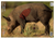 Birchwood Casey Pregame, Bir 35408 Pregame 16.5x24 Boar                 3pk