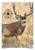 B/c Target Pregame 16.5"x24" - Mule Deer Target 3-targets