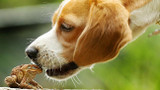Are Toads Dangerous To Dogs? Are Toads Dangerous To Dogs?
