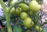 Dog Safety - Foods That Can Be Harmful For Your Dog Dog Safety - Foods That Can Be Harmful For Your Dog