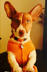 Cold Weather Pet Tips Cold Weather Pet Tips