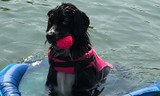 The most popular floating toys for dogs and no pull dog leashes that float