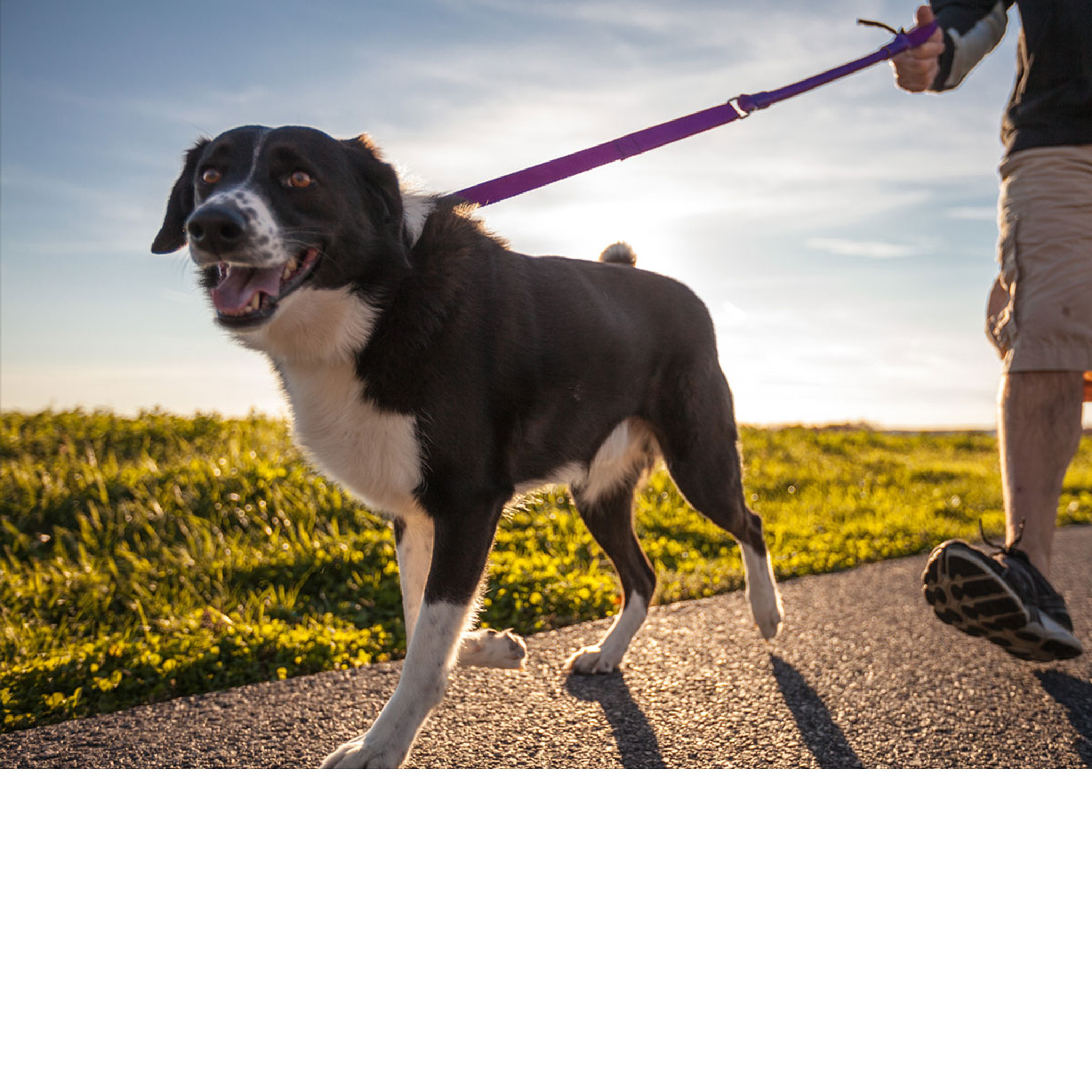 leash and collar in one