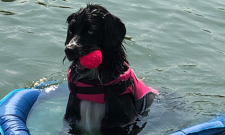 Best ball for playing fetch in the water this summer and floating No Pull Leashes