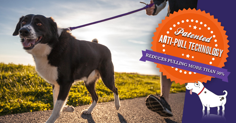 Training you new dog (or puppy) to stop pulling on the leash can be easy and painless