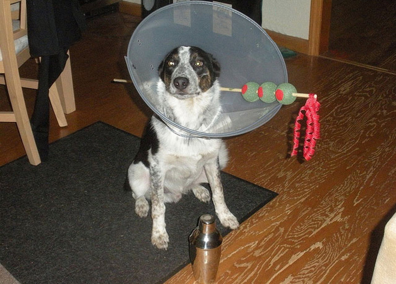 Happy Howl-oween - Dog Safety Tips