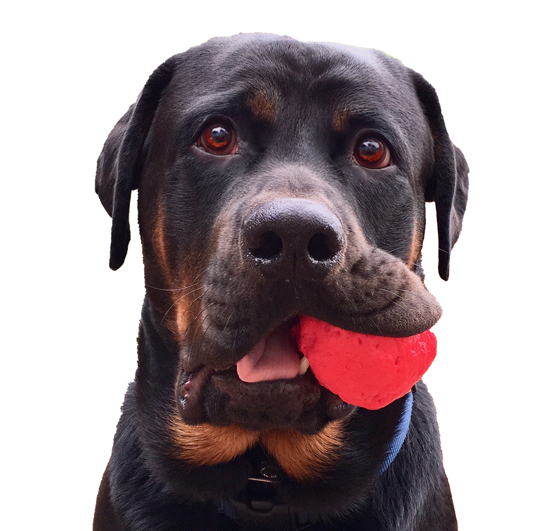 dog-with-ball-cropped-eyesupdate.png