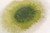 Louis De Poortere MEDITATION COLLECTION DROP 2105 GREEN PEPPER 