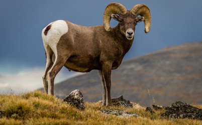 Top 5 Hunting Destinations in America