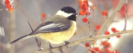 Optics to Enjoying Birdwatching