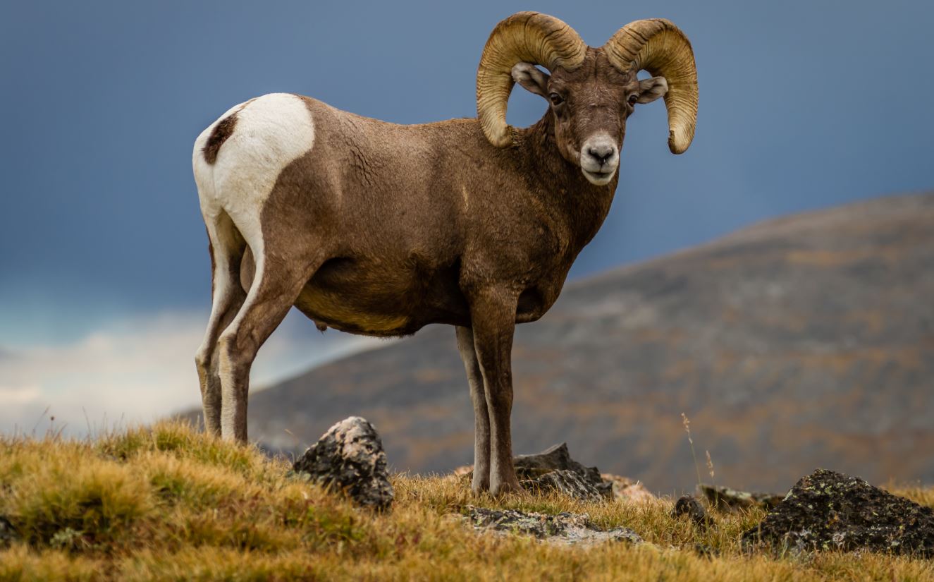 Top 5 Hunting Destinations in America The Optic Zone