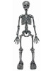 36" Standing Bone Skeleton with Light Up Eyes