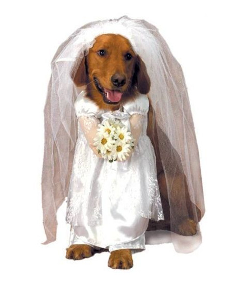 Bride Dog Costume - Small