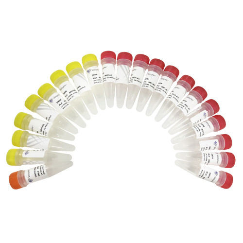 VAHTS Multiplex Oligos Set 4/5 for Illumina N321-N322 