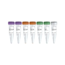 Reva Bio Clean R6 Ribo-clean rRNA Depletion Kit Mega (Plant) - Cellagen Technology