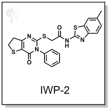 Iwp2 Target IWP-2 - Cellagen Technology