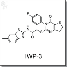Iwp2 Target IWP-3 | Wnt inhibitor - Cellagen Technology