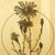Flowers Aster 9x12 Engraved Chopping Board Handle Maple Wood