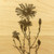 Flowers Aster1 9x12 Grooved Maple Cutting Board - View 2