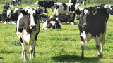 The Role of Silicone Tubing in Dairy Industry Equipment