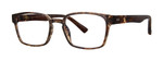 Grey Tortoise Angle View