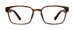 Grey Tortoise Front View