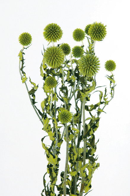 Echinops Ritro Preserved-Green