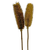 Dried Dipsacus Sativus, Teasel