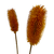 Dried Dipsacus Sativus, Teasel