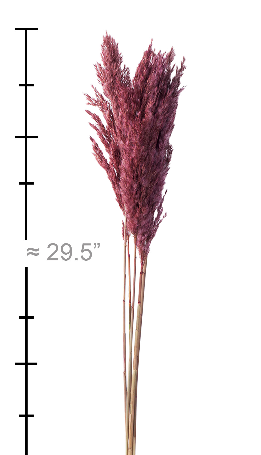 Dried Plume Reed