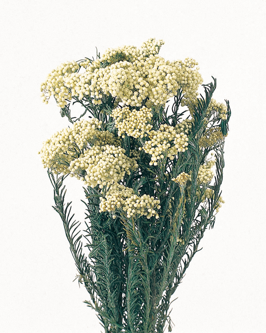 Dried Rice Flower-white