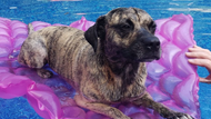 Tips for Teaching Your Dog to Swim