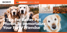 5 Tips For Better Pet Photos To Immortalize Your Furry Friends