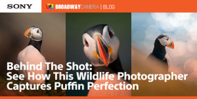 Behind The Shot: See How This Wildlife Photographer Captures Puffin Perfection