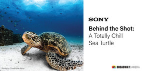 Behind the Shot: A Totally Chill Sea Turtle Behind the Shot: A Totally Chill Sea Turtle