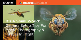It’s A Small World: Camera Setup Tips For Macro Photography & Insects In Flight It’s A Small World: Camera Setup Tips For Macro Photography & Insects In Flight